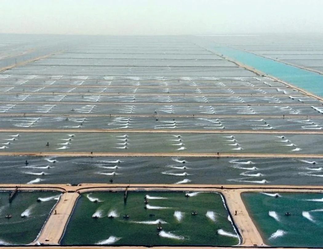 LifeSaudiArabia's tweet photo. Saudi Arabia 🇸🇦 is home to the world's largest shrimp farm 🦐. 
Operated by Naqua, this farm spans 5,200 hectares along the Red Sea coast and produces 100,000 tons of seafood annually, exported to 32 countries around the globe. https://t.co/R17alrYRSl