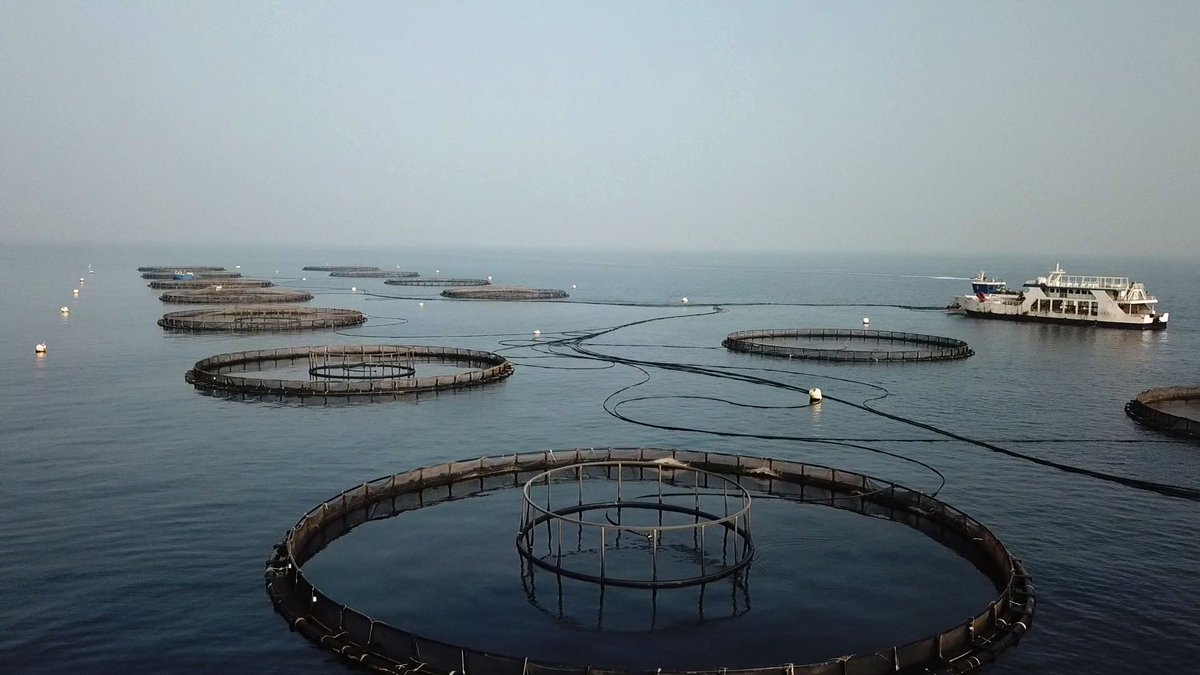 LifeSaudiArabia's tweet photo. Saudi Arabia 🇸🇦 is home to the world's largest shrimp farm 🦐. 
Operated by Naqua, this farm spans 5,200 hectares along the Red Sea coast and produces 100,000 tons of seafood annually, exported to 32 countries around the globe. https://t.co/R17alrYRSl