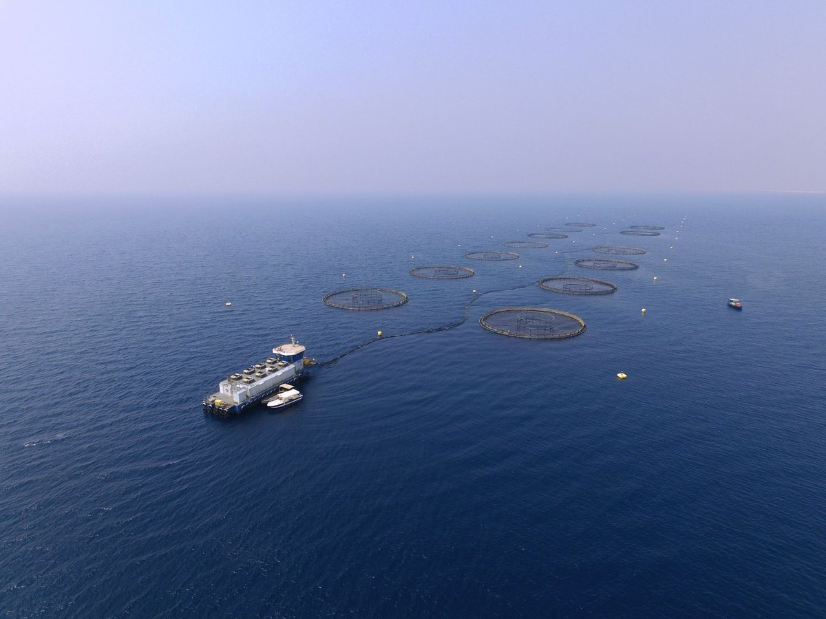 LifeSaudiArabia's tweet photo. Saudi Arabia 🇸🇦 is home to the world's largest shrimp farm 🦐. 
Operated by Naqua, this farm spans 5,200 hectares along the Red Sea coast and produces 100,000 tons of seafood annually, exported to 32 countries around the globe. https://t.co/R17alrYRSl