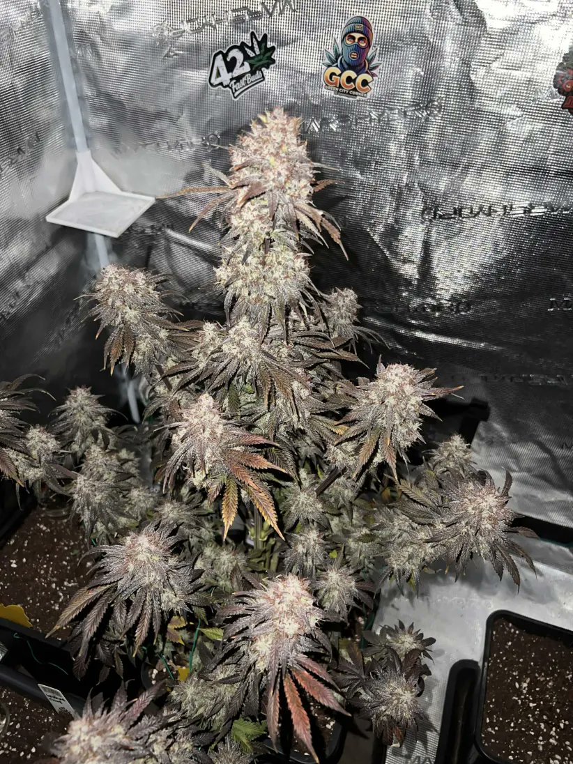 Fast Buds tweet media