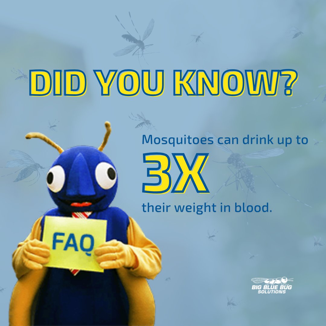 Big Blue Bug tweet media
