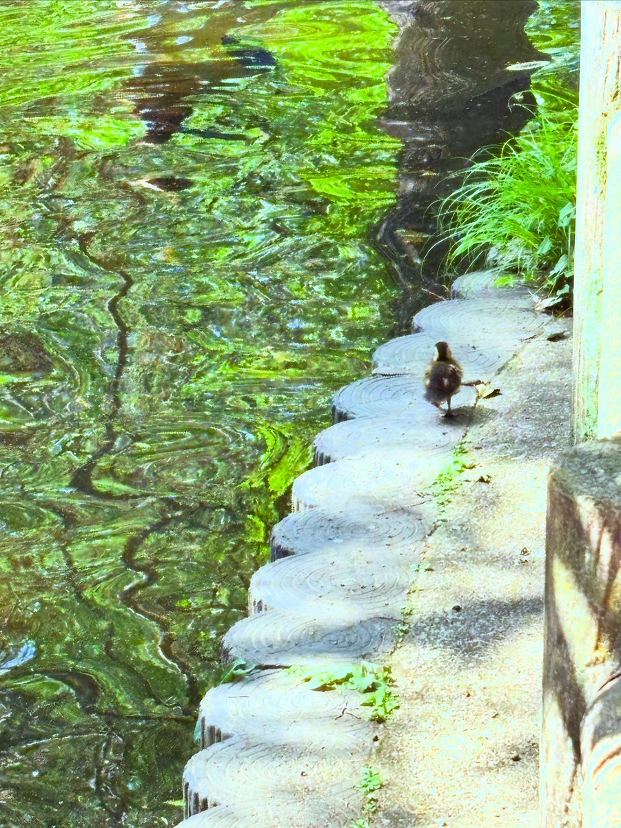 DefTech908's tweet photo. 🍦🌹🦆 https://t.co/5WnqOf7BGs