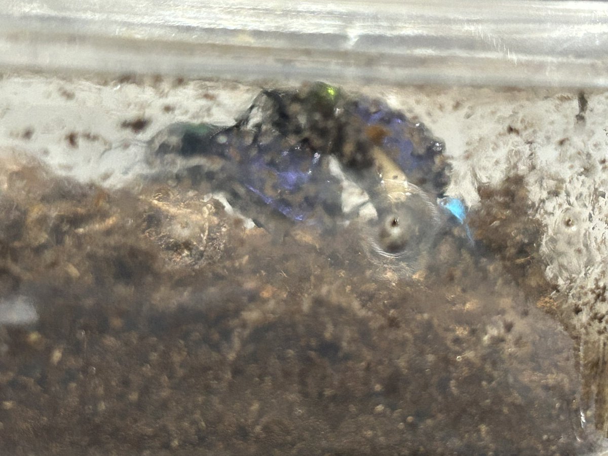 交尾したそう。してくれ