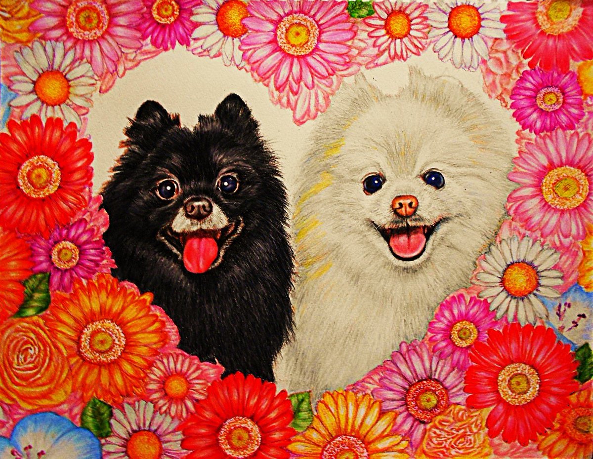 もふもふ特等席 色鉛筆画 色鉛筆画 | くろうさ日和