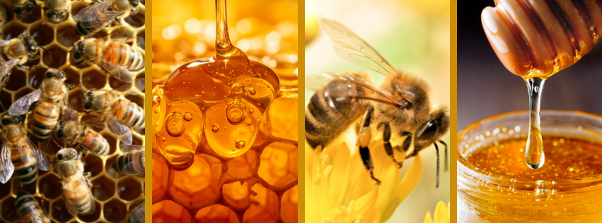 NCAgriculture's tweet photo. June is all about bees and honey for our Discovering NC Agriculture series! ๐๐ฏ
Tune in each Tuesday to meet beekeepers across our state, honey producers, Got to Be NC members and more. #DiscoveringNCAgriculture #NCBees #NCHoney #NCAgriculture https://t.co/vnIv8MCIEl