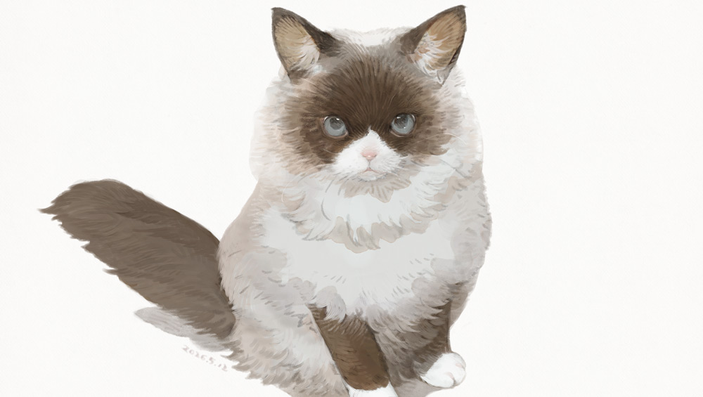 ねこ助 tweet media