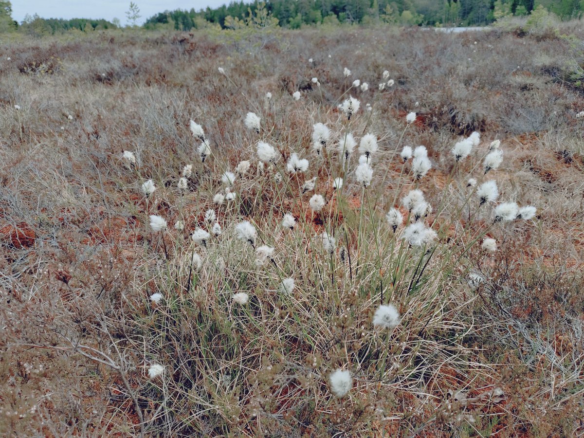 Kattdamen's tweet photo. Tog skrällhostan och strosade i sakta mak t.o.r över spångarna. Nu blommar rosling och ängsullen dansar över kärret. Porsen har nästan blommat över, skvattrammen är på gång och vattenklöver likaså. Det dröjer innan hela kärret blir grönt och tranbärsblom färgar tuvorna rosa. https://t.co/oe2Elujo85