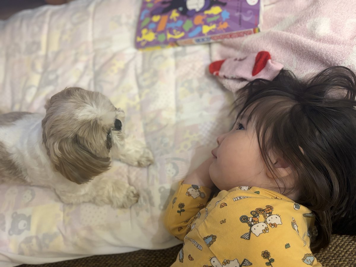 chibimaruko0913's tweet photo. #シーズー
#シーズー犬
#shihtzu 
#시츄
#獅子狗
#狮子狗
#西施犬
#犬のいる暮らし
#犬のいる生活
#北海道
#ชิห์สุ 

お近づき https://t.co/4pFj2WWImG