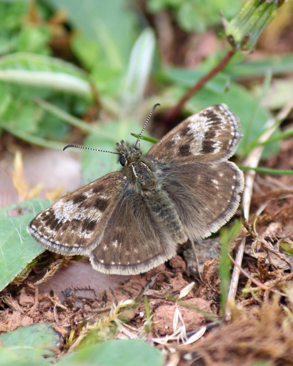 LtdCountryside's tweet photo. 🌱 Habitat Creation – Supporting the Dingy Skipper Butterfly

Back in February we worked alongside @savebutterflies  to carry out targeted scrub and vegetation clearance to help create and restore vital habitat for the Dingy Skipper butterfly. https://t.co/8GpNQjAESw