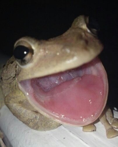 jeongin as frogs tweet media