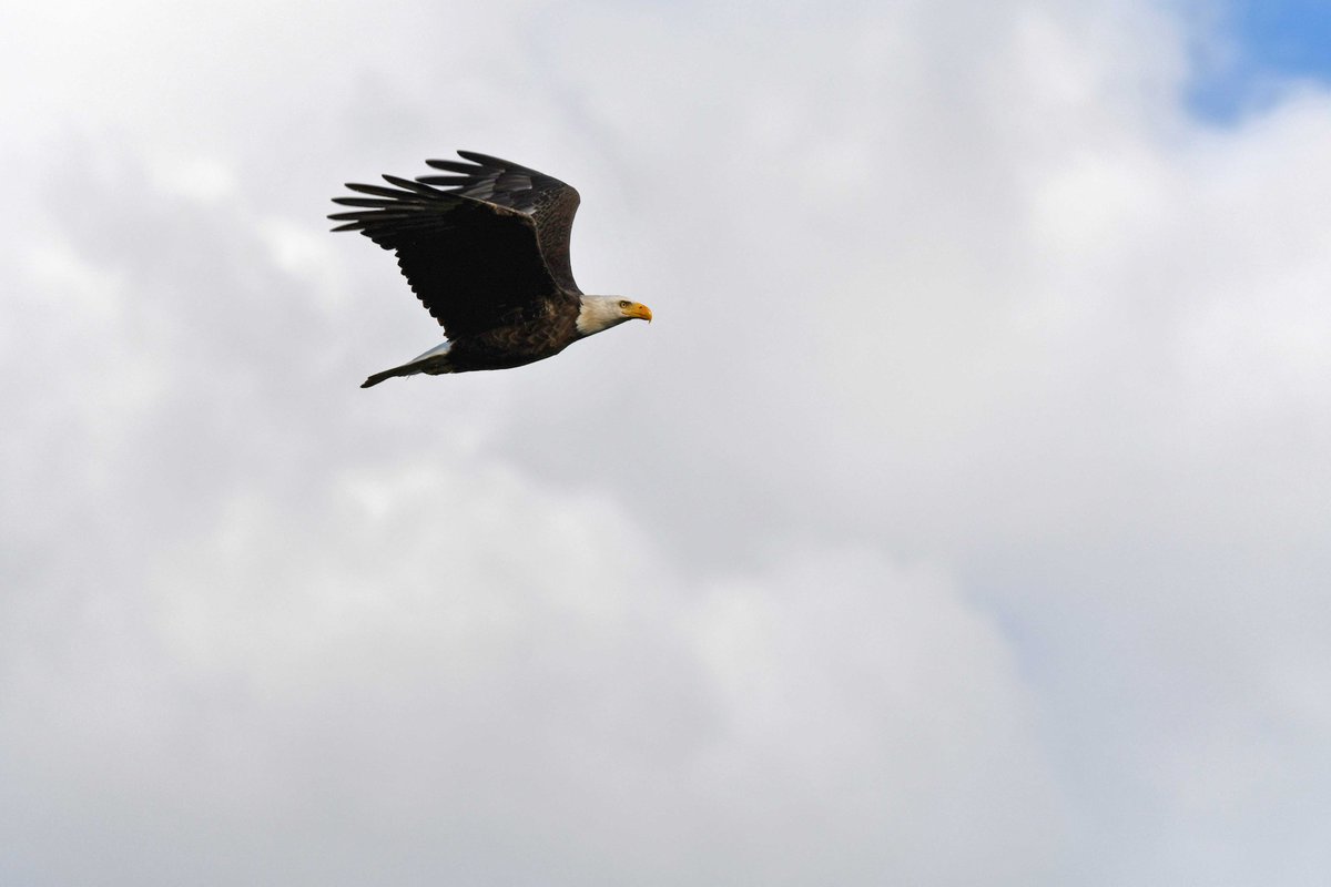 Today's Bald Eagle tweet media