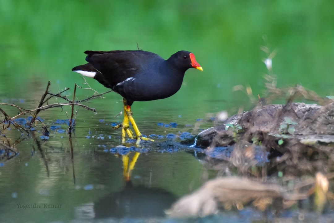 birdsflutter's tweet photo. Moorhens are adaptable freshwater birds. These omnivores eat a variety of insects, fish, berries, and plants. . . . . . https://t.co/KMf4uuaMDt