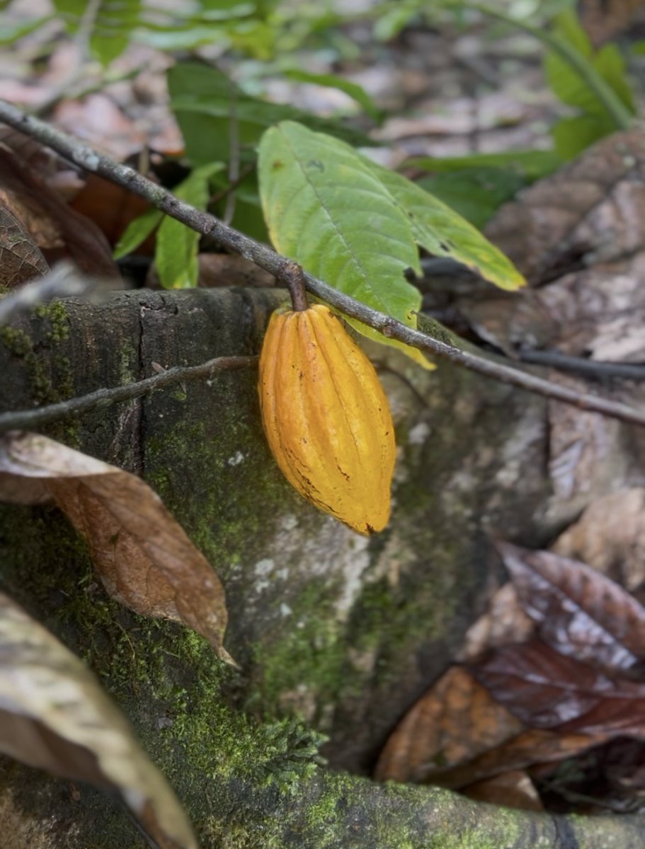 INIAPECUADOR's tweet photo. #Palanda | INIAP participó junto a @asopromas , YACHAK y una delegación de la Universidad de Hiroshima 🇯🇵 en un recorrido técnico sobre cacao y café ecuatoriano.
Investigadores compartieron avances y resultados en genética y producción de cacao. 🌱🍫 https://t.co/gkzIrgJiky