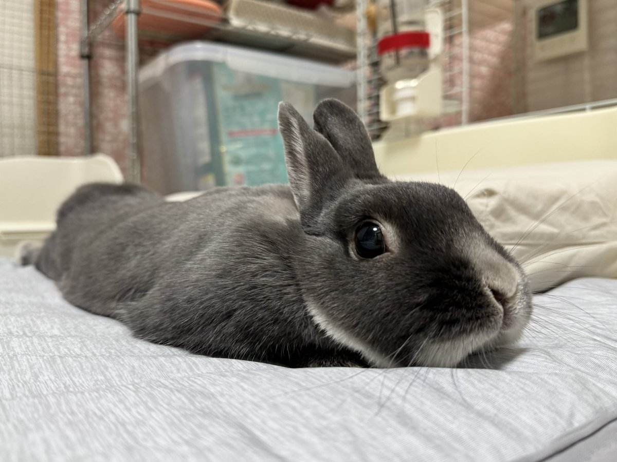 んふー🐰