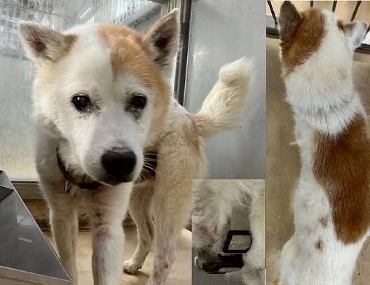 動物愛護団体 縁-en- tweet media