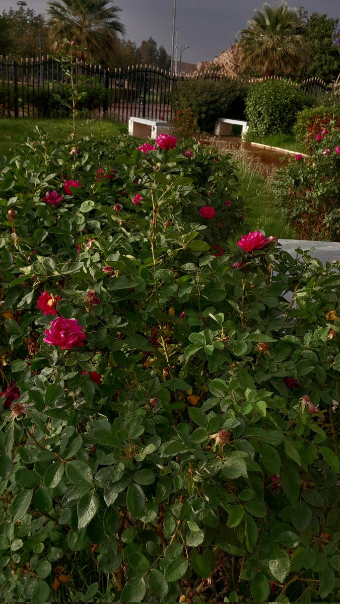 hudaskd's tweet photo. #اليوم_العالمي_للعتبان https://t.co/qS3md7G3Gu
