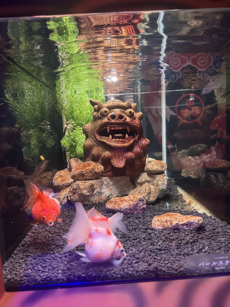 Akari_Shimura's tweet photo. 久々の沖縄🍍
初日あいにくの雨だったけど室内で楽しめる金魚ミュージアムへ🐟
幻想的な空間に沖縄らしさがあってすごかった✨

PR @okinawakin34044 

#沖縄金魚ミュージアム https://t.co/th7nr3miqD