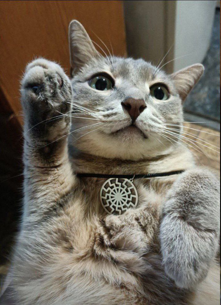 "Yes kitty your life is worth more than all of the third world combined"