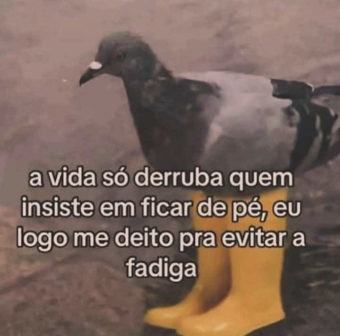 Renan Callegari (@umansios0) on Twitter photo 