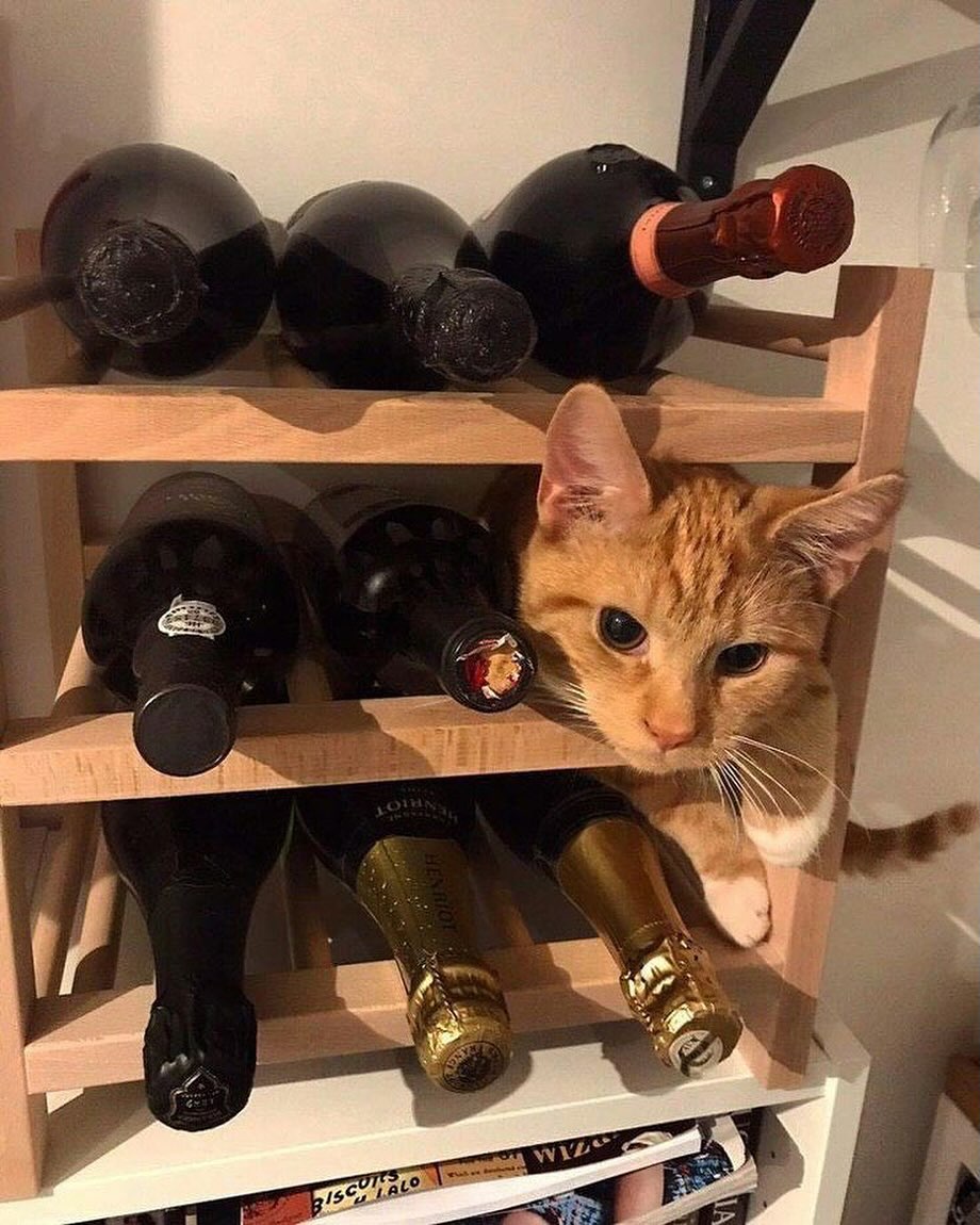 Punch Cat tweet media