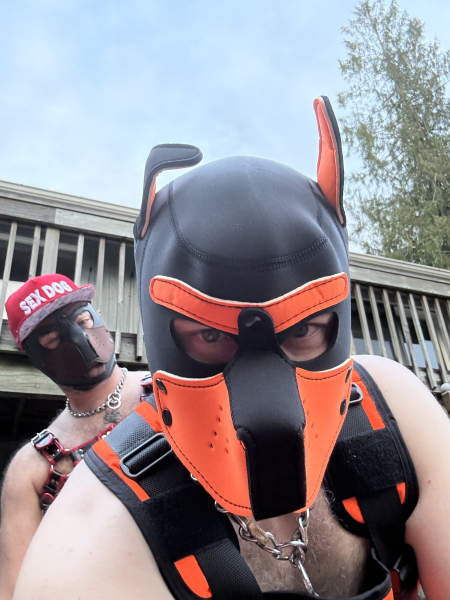 SheppFucks's tweet photo. Home from FWA and the post con horny levels were raging... @LokosDick wanted to try out my new harness...

...and there may be a vid >.> https://t.co/cXAgXRFnLL