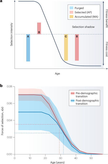 NatureRevGenet's tweet photo. New online! Evolutionary genetics of ageing https://t.co/tNkqMoUA26 https://t.co/6Px0TLzqnF