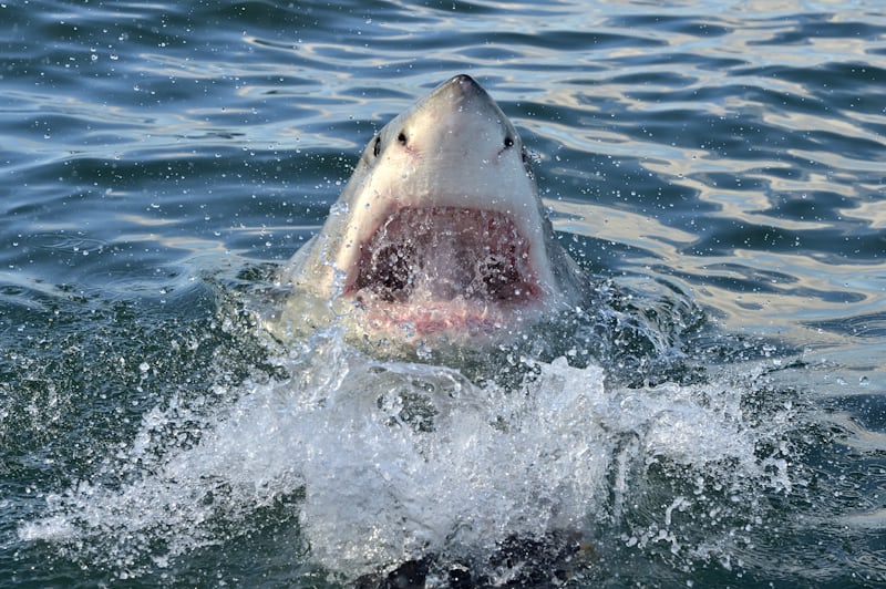 Shark tweet media