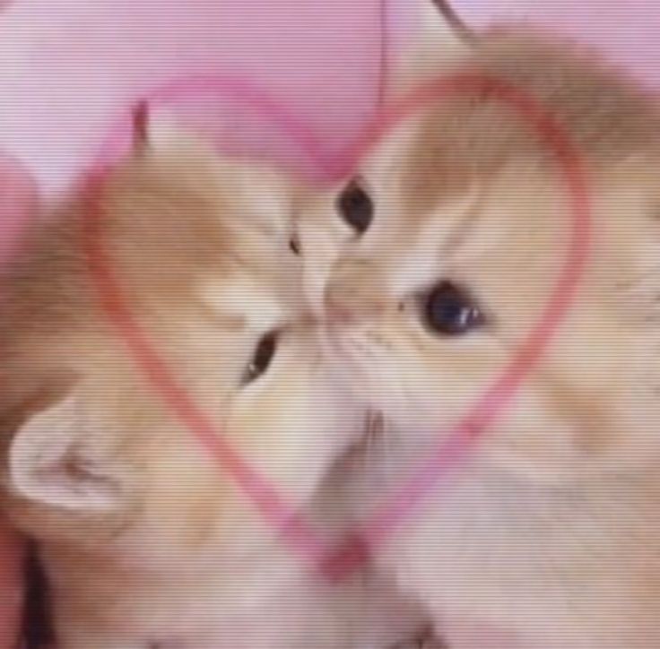 cats 🐈 tweet media