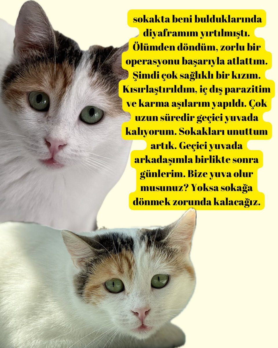 Yeraltı Yosunu tweet media