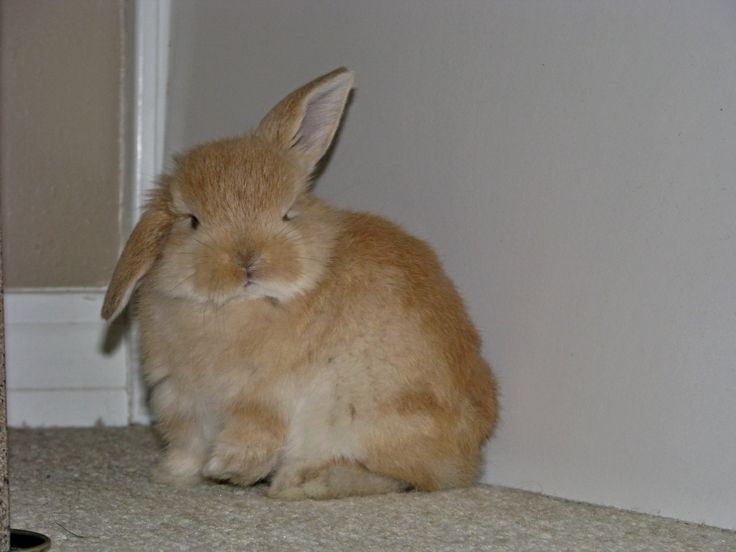animalpopular9's tweet photo. Look my ears! https://t.co/ILiSf4LZT2