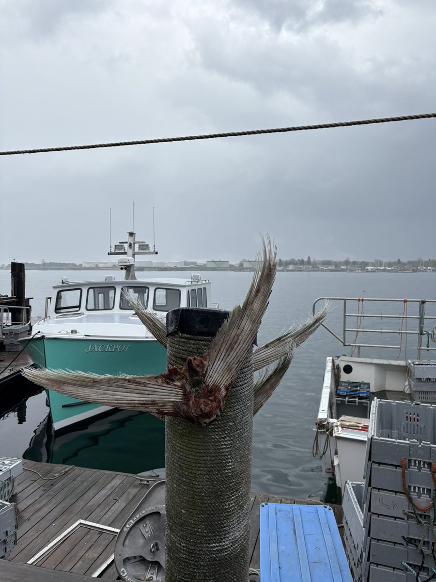 iceboxpony's tweet photo. i have blonde hair now,and i also saw this strange fishTail tied to a post at the marina between boats called jackpot and forever Girl (i like this one). i made a joke that it came from a mermaid and then i felt bad saying that. i don’t know where it came from really https://t.co/sA9y0UqRei