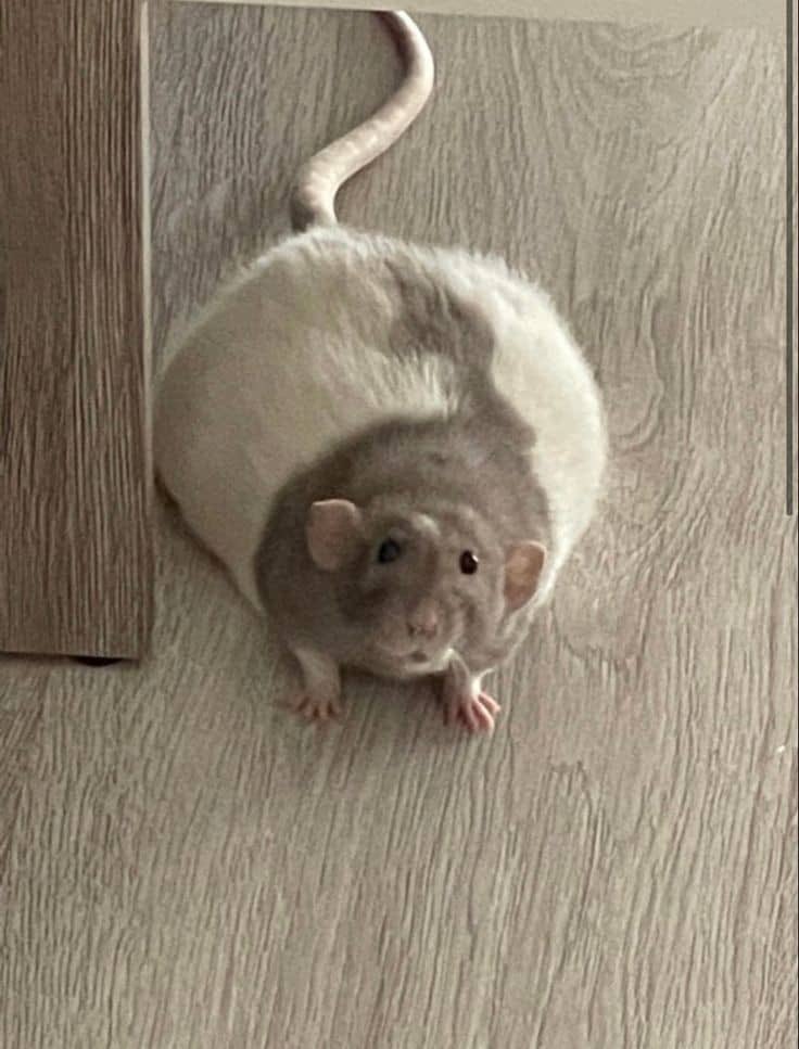 Rat 🎀 tweet media