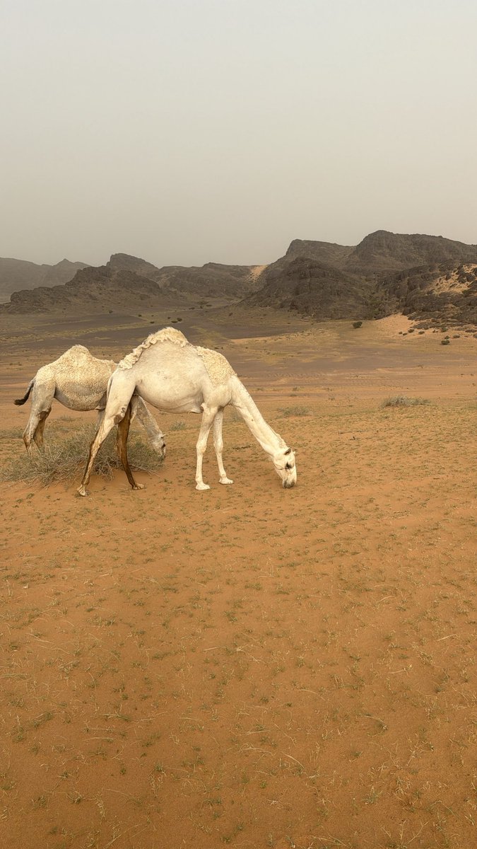العصيمي 🐪 tweet media