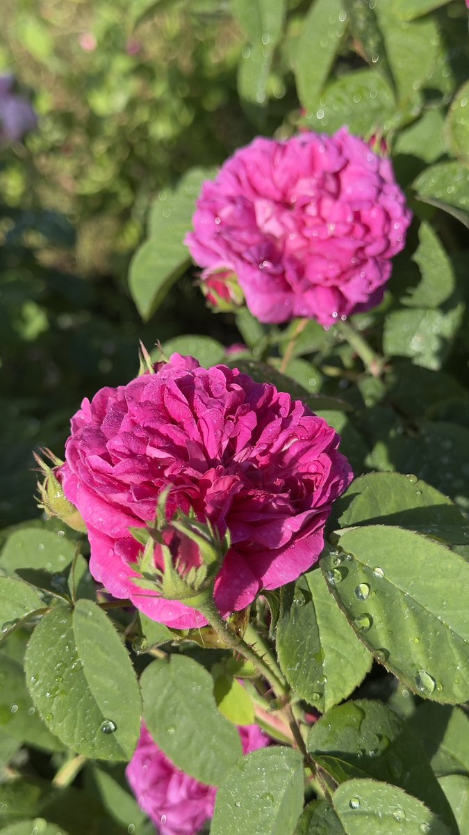 al3atour's tweet photo. Le domaine de la rose by @LancomeFR https://t.co/kQ8U88aoKh