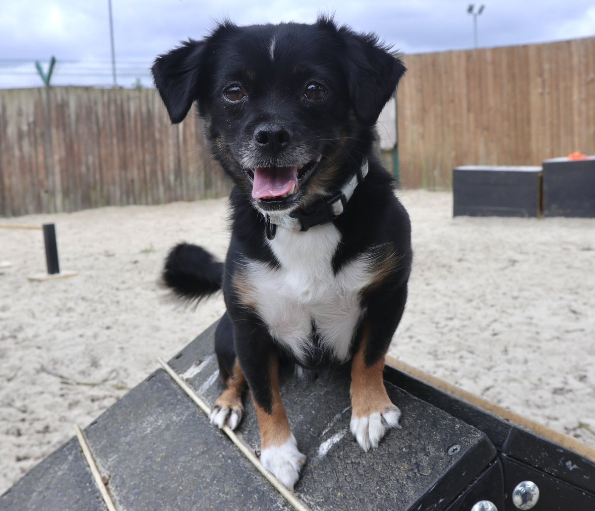 Dogs Trust West London tweet media