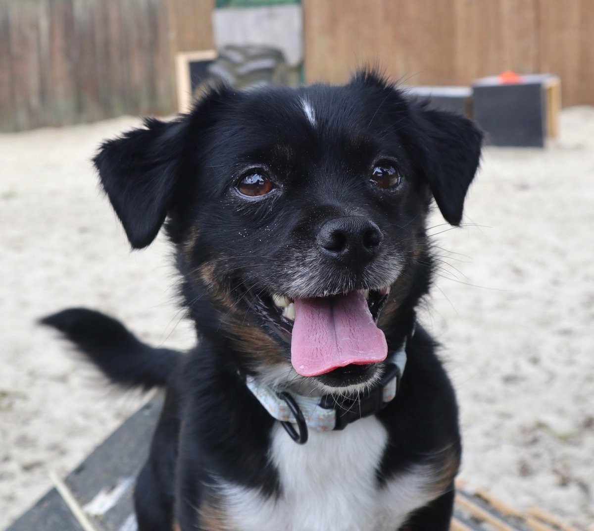 Dogs Trust West London tweet media