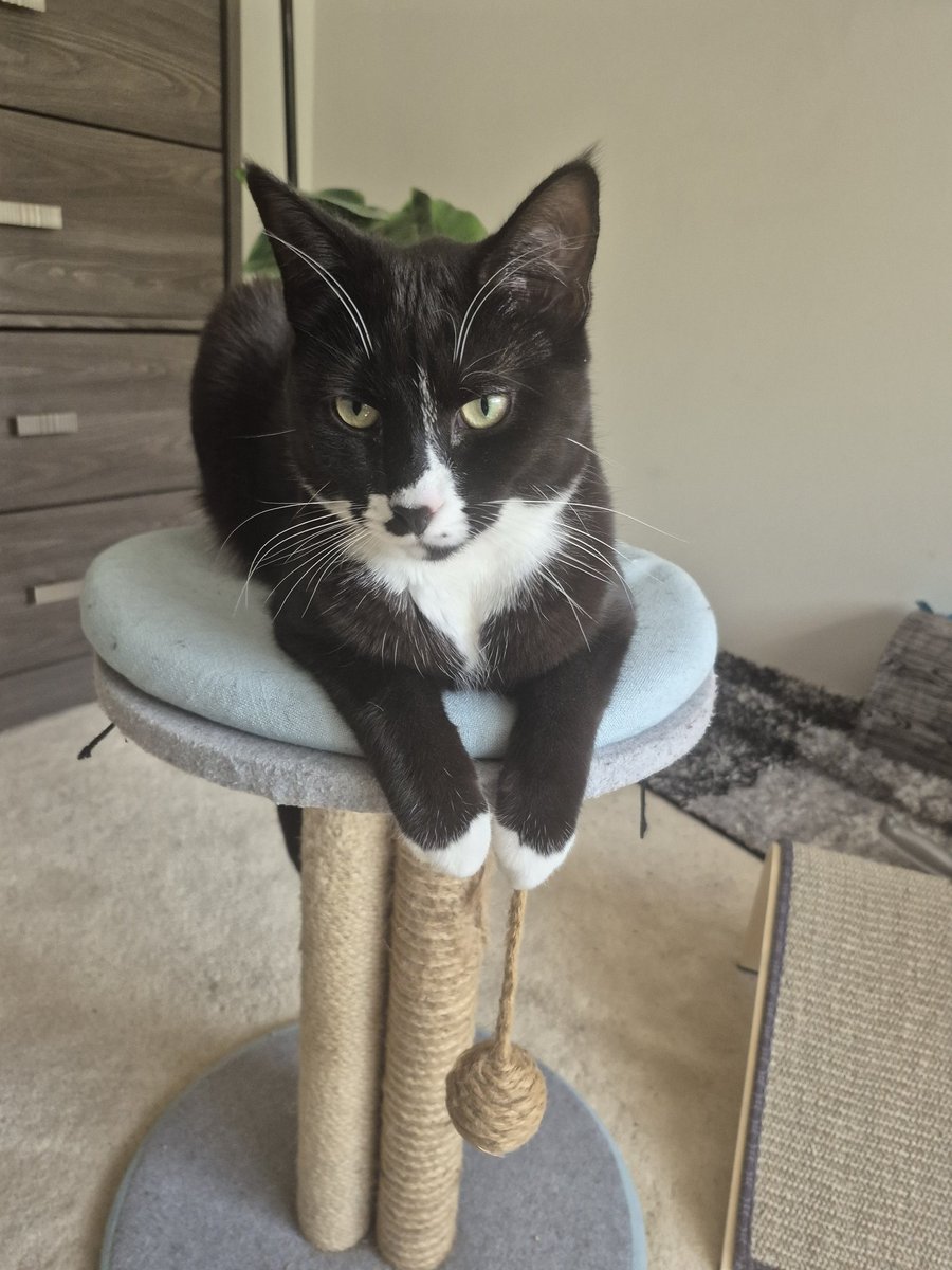 SipUrCoffee's tweet photo. Happy Birthday to my 1 year old Geno!
Your sister and I love you so much. I can't believe how much bigger you are than her now. https://t.co/OZgXACbp4C