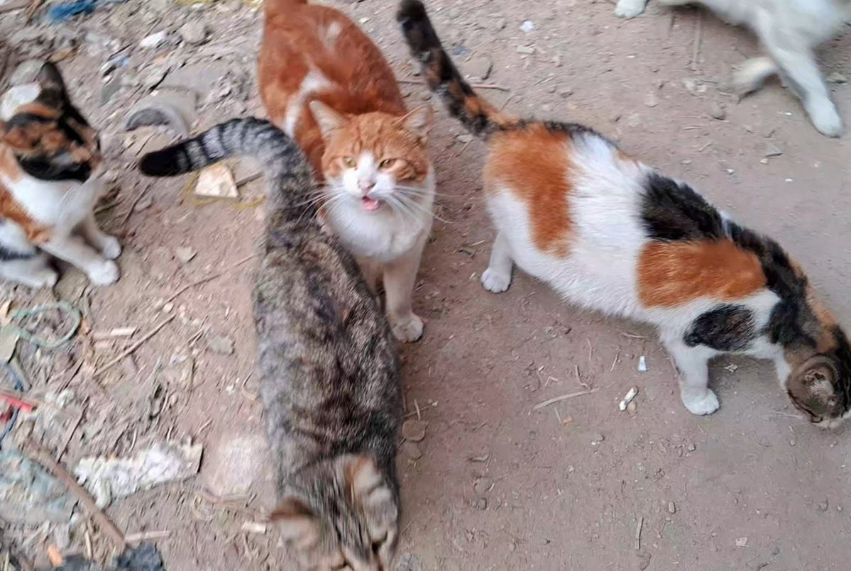 Animal Friends Shelter tweet media