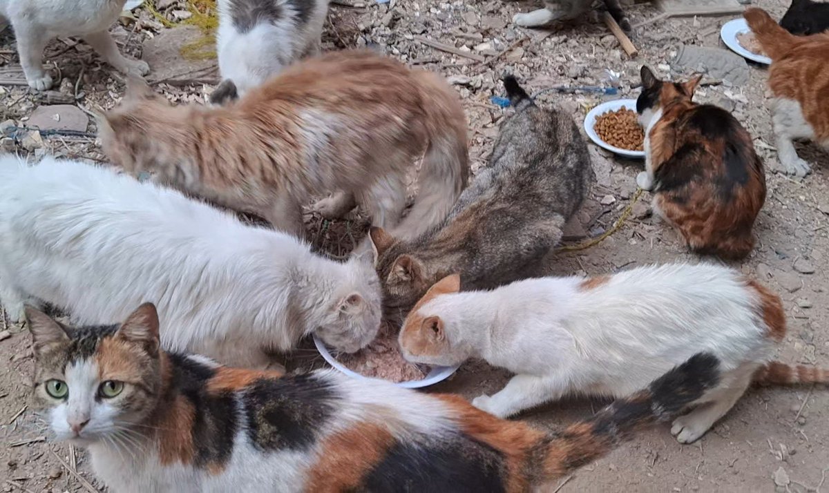 Animal Friends Shelter tweet media