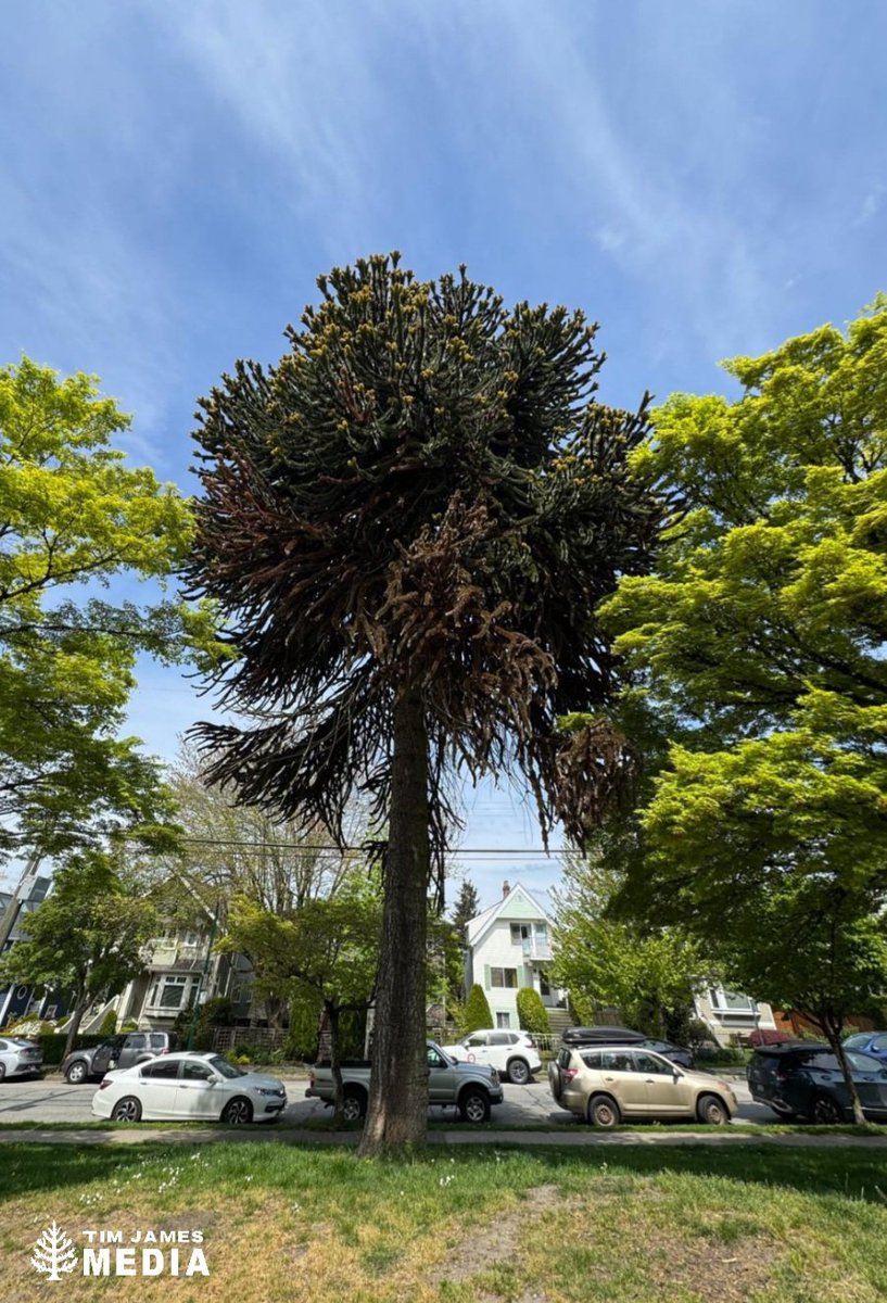 TimJamesMedia's tweet photo. Thanks to @BenWilsonThings for spotting this one during one of his escapades to Mt. Pleasant Park! #Vancouver #MonkeyPuzzle https://t.co/RxmylQIxz9