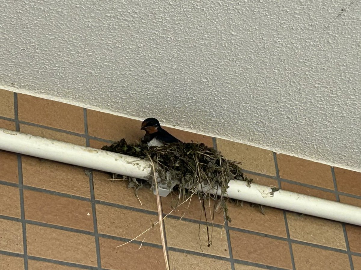Michi223tp's tweet photo. 今年もうちの駐車場にツバメさんが巣作りに🪺
カラスに狙われないと良いなぁ🙏 https://t.co/P5nlP0Kw9N