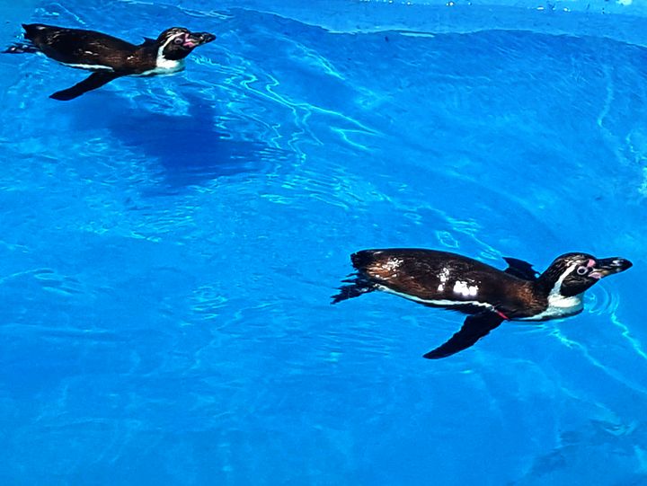 NubesDesign's tweet photo. Art of the Day! "Penguins couple". Buy at: https://t.co/nRmhewIHrN https://t.co/9882SVgTn7