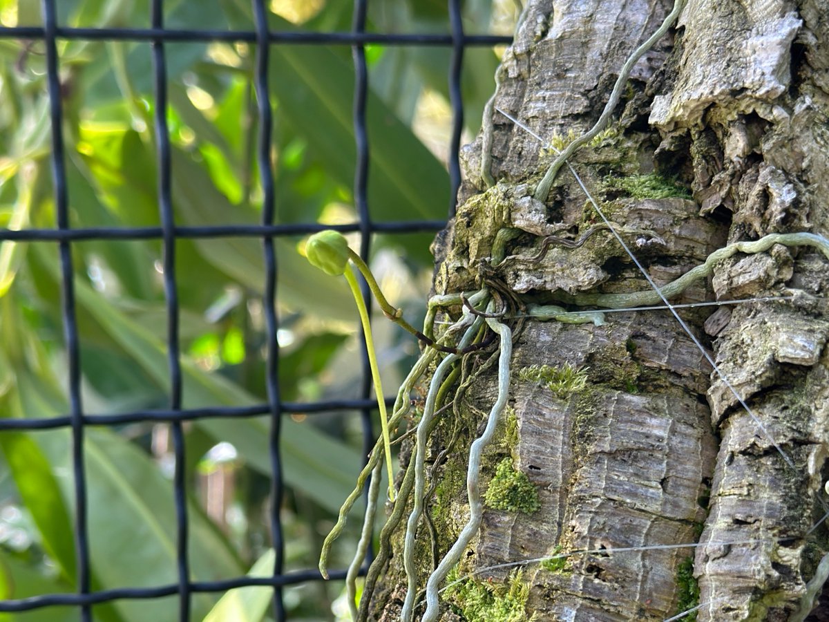 chicagobotanic's tweet photo. Bloom watch: One of the Garden’s rare ghost orchids (Dendrophylax lindenii) is now on display in the Tropical Greenhouse. The Garden is one of the few institutions in the world to have the plant and anticipate the bud to bloom in about 4 to 5 days, so check back for updates! https://t.co/sCiUdITxFf