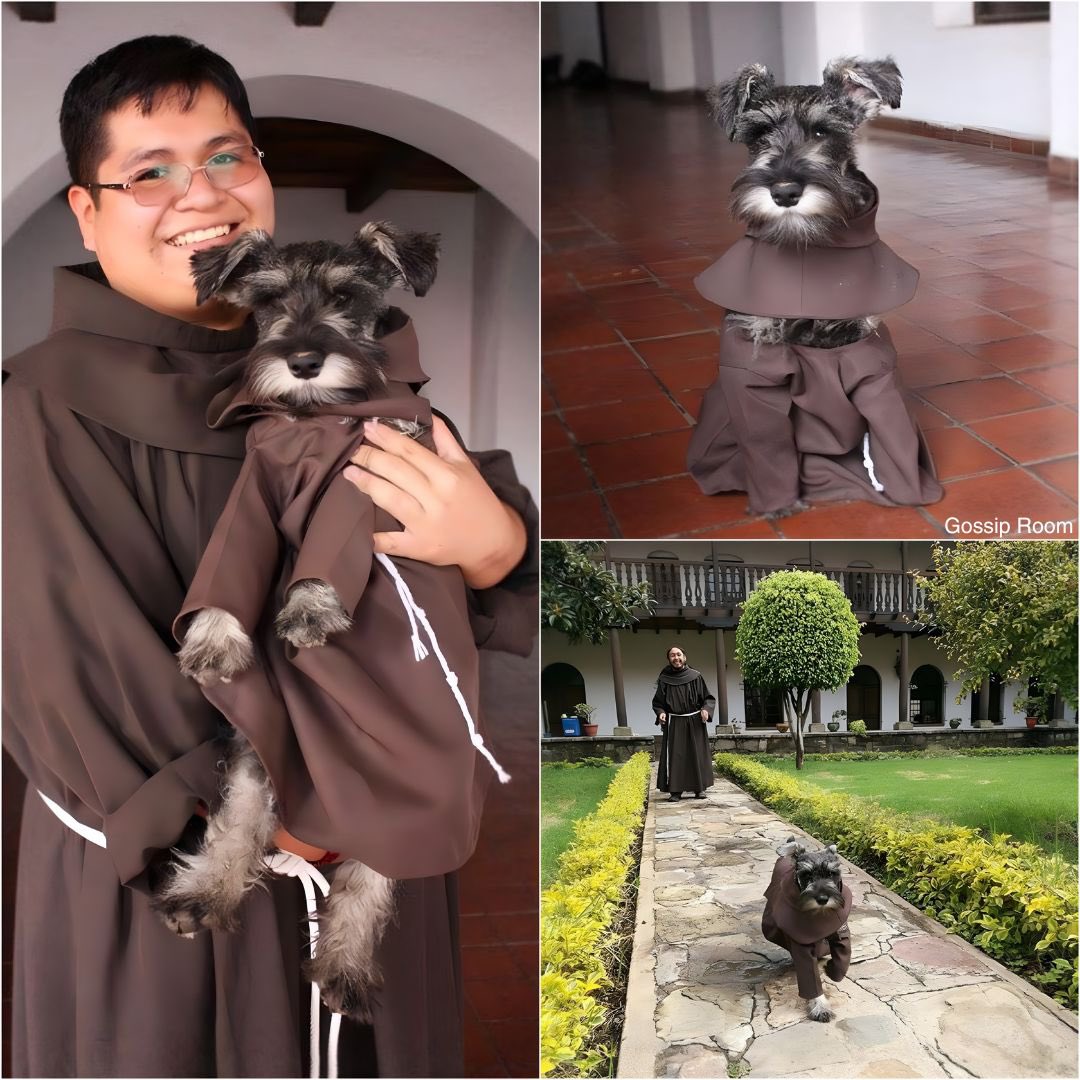 GossipRoomOff's tweet photo. 🚨 Après avoir été abandonné, ce chien a été adopté par des moines et est désormais appelé "Frère Moustache". 

Accueilli au sein d’un monastère, il partage aujourd’hui le quotidien paisible des religieux et est devenu une véritable mascotte pour les visiteurs. 

Entouré de calme et de bienveillance, ce chien a trouvé une seconde chance inattendue dans un lieu rempli de compassion. 🐕⛩️ (via ASPCA)
