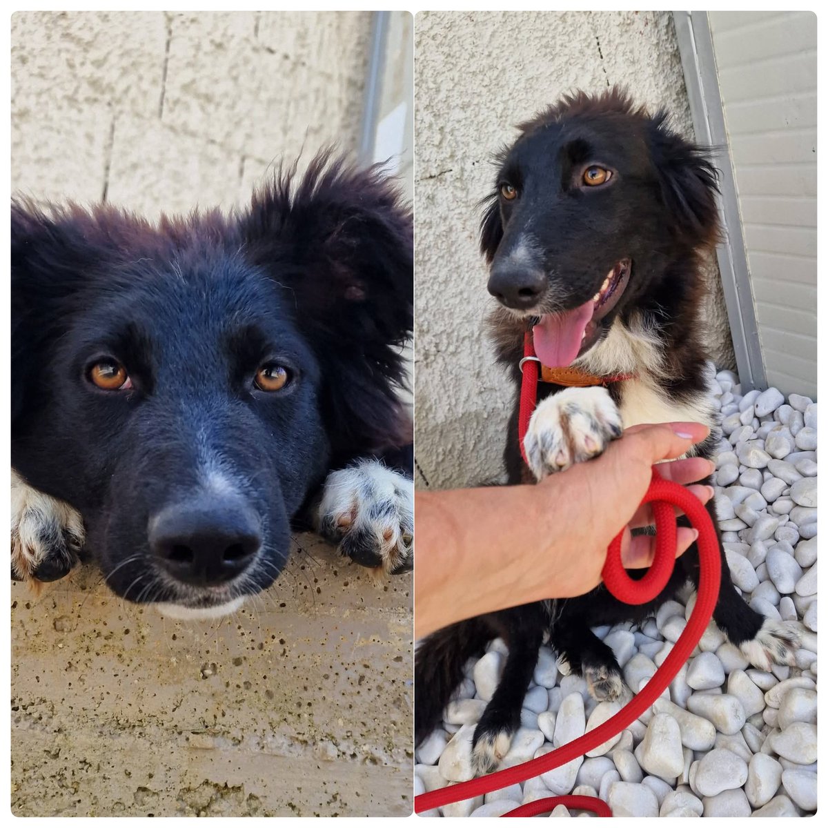 tiziana_55's tweet photo. Ricevo,Carini (Pa)Non potete capire la dolcezza di LUNA cucciola di 5 mesi taglia media, un po border un po belga,ma sicuramente un eccezionale MIX di tenerezza e socialità, cerchiamo per lei una famiglia
 anche con bambini perchè Luna li adora,info adozione whatsapp
329 029 7636 https://t.co/fmFAqxLb8h