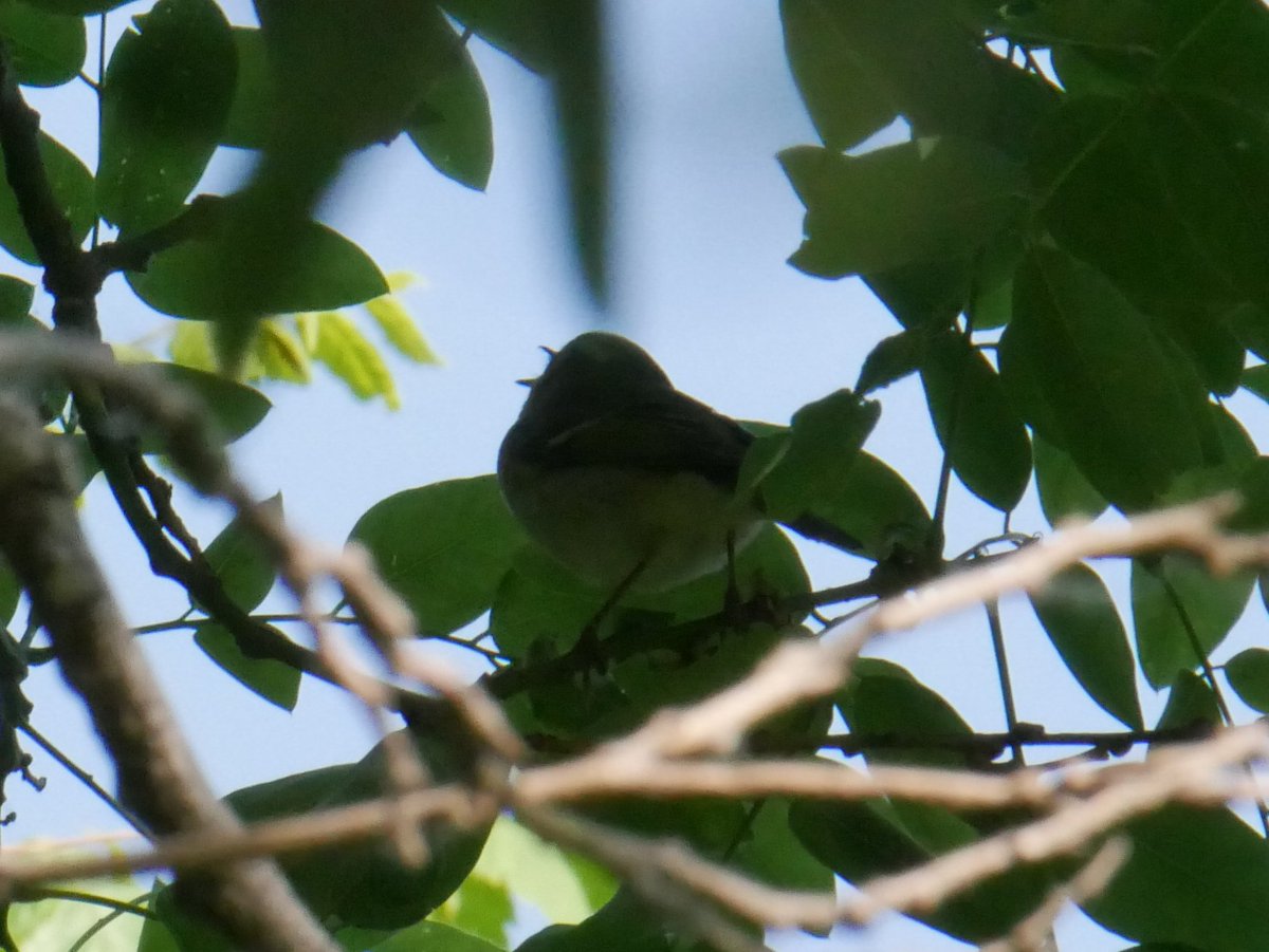 shokoyuzu0604's tweet photo. 双斑绿柳莺(Phylloscopus plumbeitarsus)绝赞加新,虽然看照片对照图鉴也认得很勉强,但叫声是很特征的所以问题不大,,
黄眉柳莺(Phylloscopus inornatus)宝宝你叫起来怎么变形成这样子了lol
今天还听到了巨嘴柳莺(听到也算加新)和黄腰柳莺,自封为柳莺仙人……柳莺半仙
#birding #leafwarbler https://t.co/dVZVGLRBPR