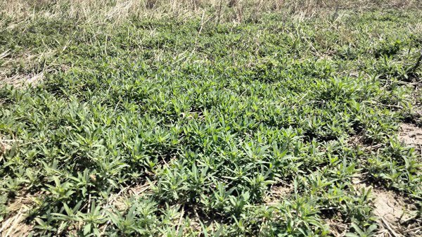 K-State Agronomy tweet media