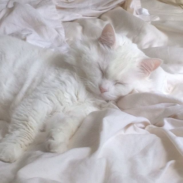 deathascary's tweet photo. คร้อกฟี้ ~ 💤
#ตาลอภัสรา https://t.co/hpMs0VgSmv