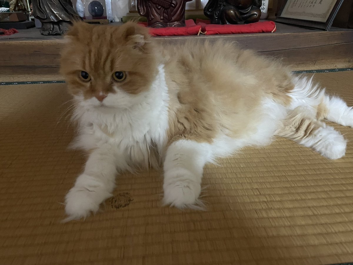 hki_fbk's tweet photo. 飯とぬこ様 https://t.co/U0EAAzDwar