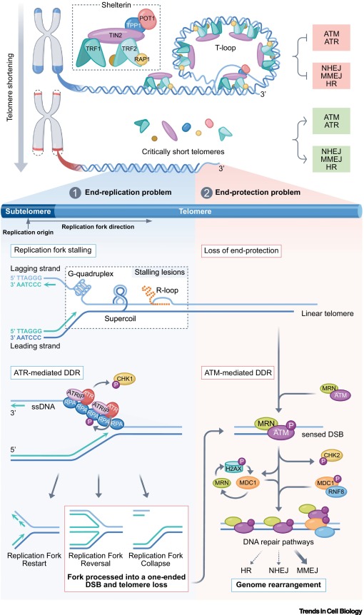 Trends Cell Biology tweet media
